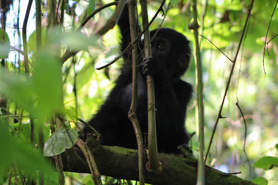 bwindi gorilla