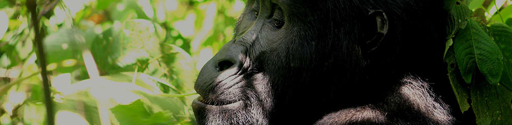 Primate World Safaris