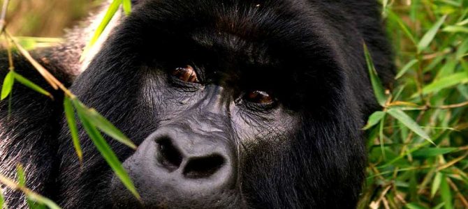 Gorilla Trekking Uganda