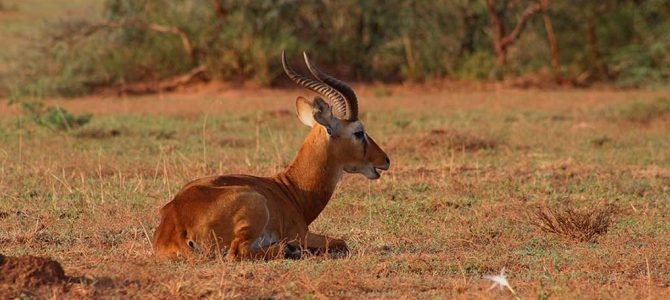 wildlife uganda