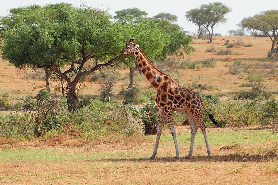 murchison falls tour