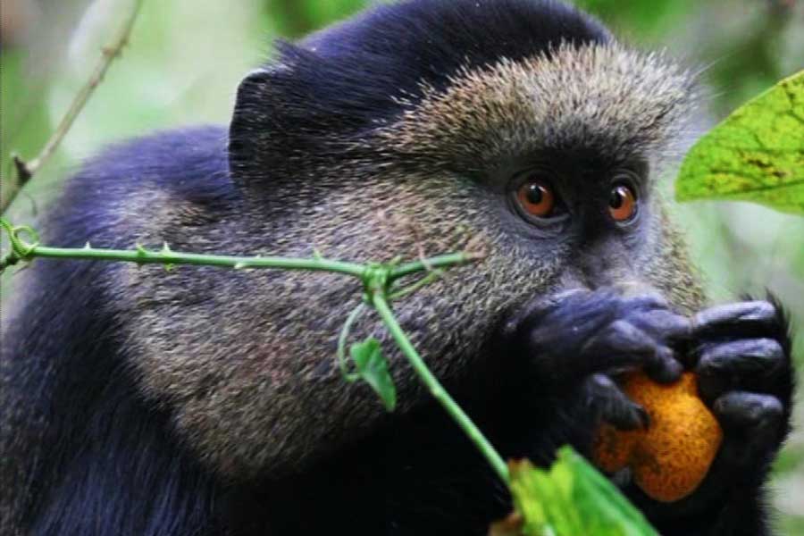 Ruanda Schimpansen Und Goldene Affen