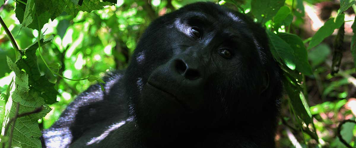 Slide seven gorillas