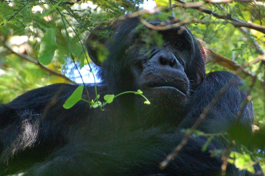 kibale chimpanzee