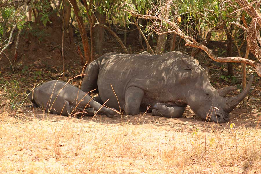 Ziwa Rhino Wildlife Sanctuary